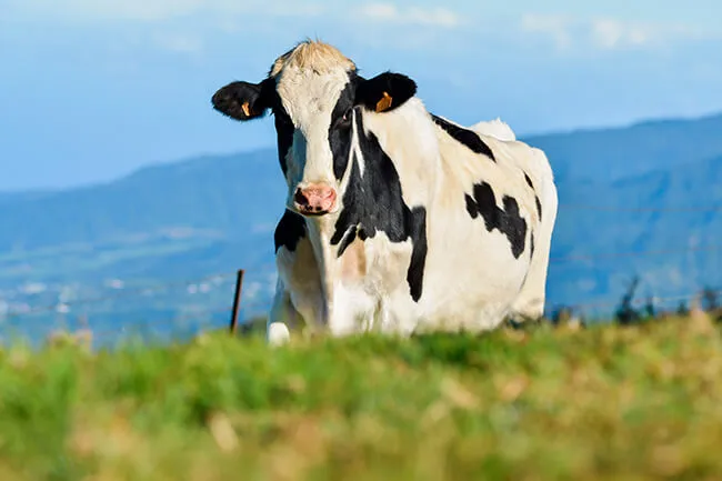 Lait