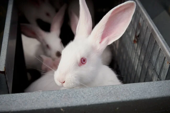 Lapin