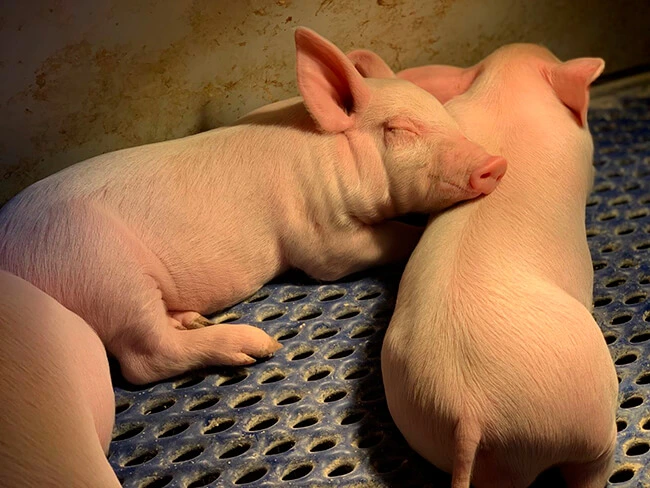 Porcs