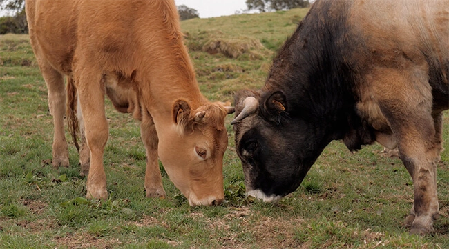 Vaches